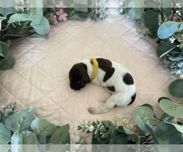 Medium Photo #5 German Shorthaired Pointer Puppy For Sale in AVILLA, IN, USA