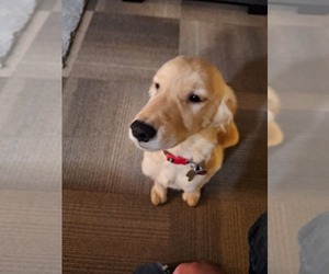 Golden Retriever Puppy for sale in FEDERAL WAY, WA, USA