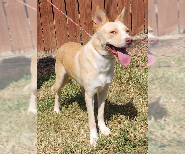 Medium Photo #2 Labrador Retriever-Red Heeler Mix Puppy For Sale in Wetumpka, AL, USA