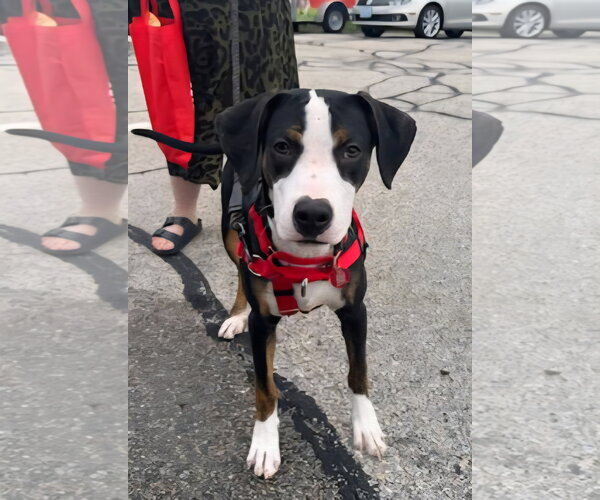 Medium Photo #3 Mutt Puppy For Sale in Wakefield, RI, USA
