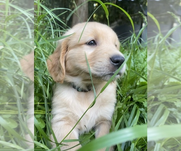 Medium Photo #1 Golden Retriever Puppy For Sale in CONCRETE, WA, USA