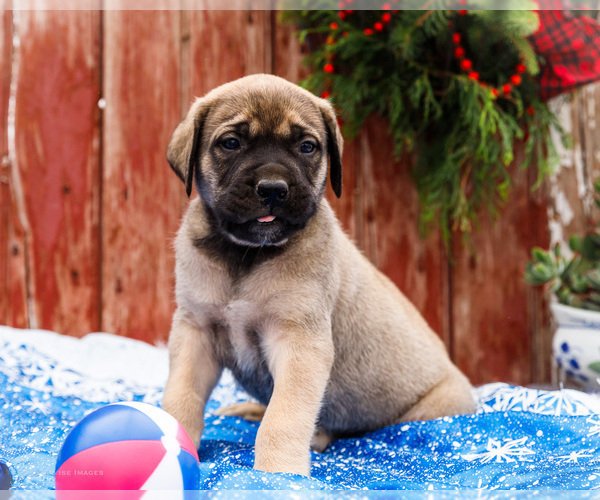 Medium Photo #20 Mastiff Puppy For Sale in WAKARUSA, IN, USA