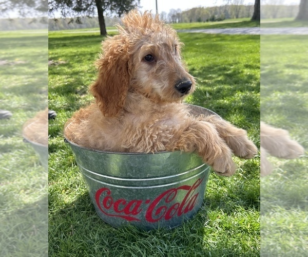 Medium Photo #4 Goldendoodle (Miniature) Puppy For Sale in MIDDLEBURY, IN, USA