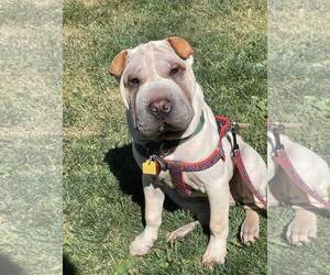 Chinese Shar-Pei Dogs for adoption in Prescott, Ontario, Canada