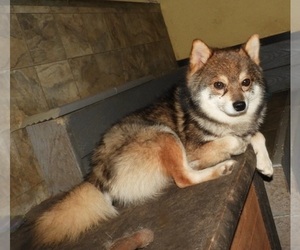 Father of the Alaskan Klee Kai-Shiba Inu Mix puppies born on 03/03/2025