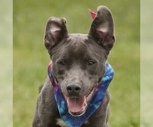 Blue Lacy-Unknown Mix Dogs for adoption in Rosenberg, TX, USA