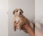Small Photo #3 German Shepherd Dog-Jindo Dog Mix Puppy For Sale in PRESCOTT, AZ, USA