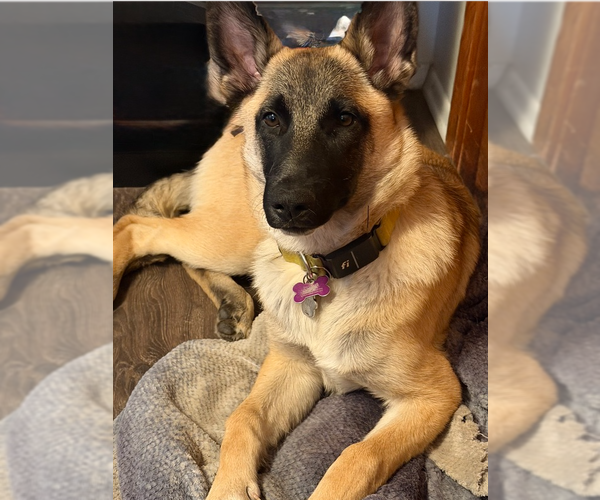 Medium Photo #1 German Shepherd Dog-Unknown Mix Puppy For Sale in Imlay City, MI, USA