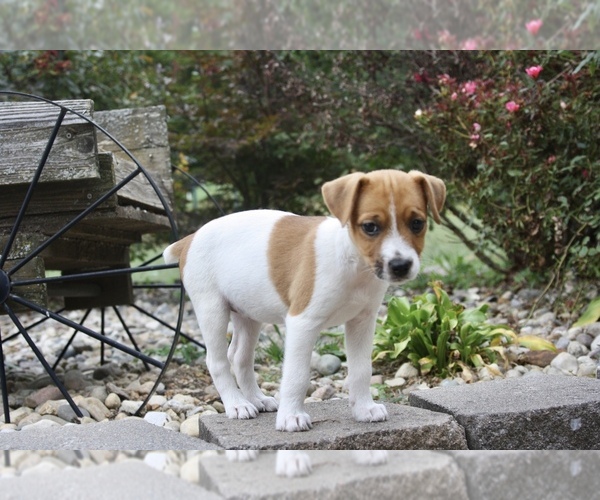 Medium Photo #1 Jack Russell Terrier Puppy For Sale in MOUNT VERNON, IL, USA