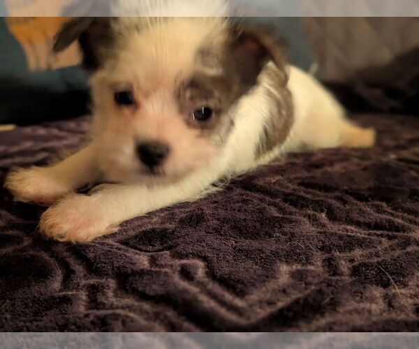 Medium Photo #1 Chihuahua-Unknown Mix Puppy For Sale in Tacoma, WA, USA