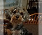 Small Photo #1 Yorkshire Terrier Puppy For Sale in DAWSONVILLE, GA, USA