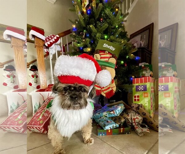 Medium Photo #8 Shih Tzu Puppy For Sale in  Ramona, CA, USA