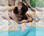 Small #1 Pug