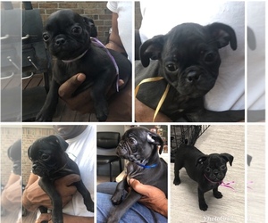 Pug Puppy for sale in LITTLE ROCK, AR, USA