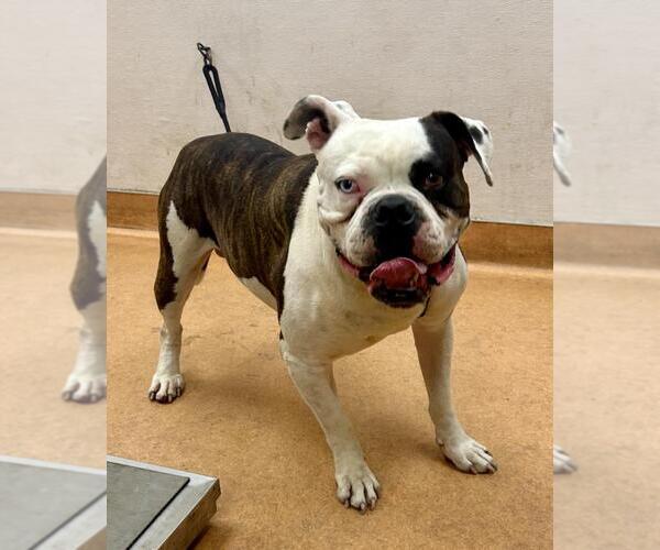 Medium Photo #1 American Bulldog Puppy For Sale in Martinez, CA, USA