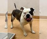 Small American Bulldog