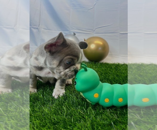 Medium Photo #2 French Bulldog Puppy For Sale in LEWISVILLE, TX, USA