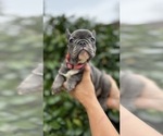 Small #3 French Bulldog
