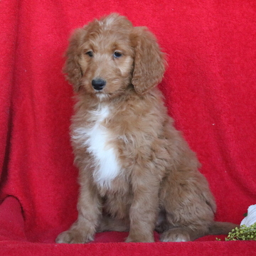 Medium Photo #1 Goldendoodle Puppy For Sale in GAP, PA, USA