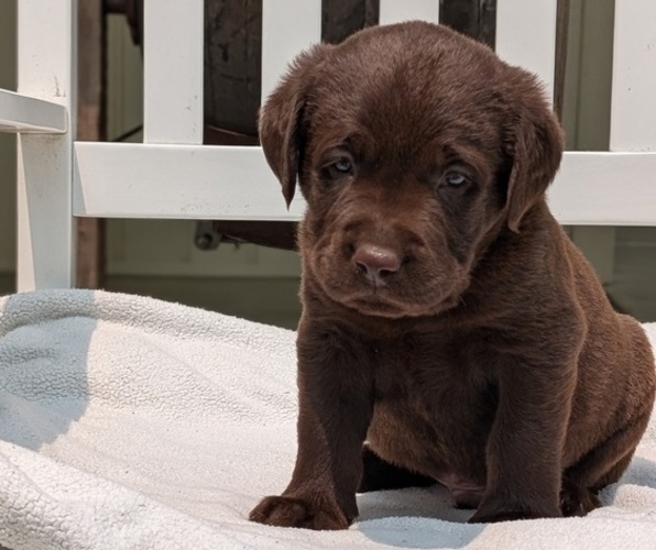 Medium Photo #55 Labrador Retriever Puppy For Sale in GOSHEN, IN, USA