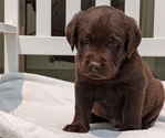 Small #5 Labrador Retriever