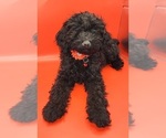 Small #3 Poodle (Miniature)