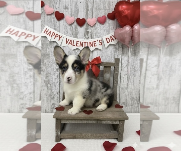 Medium Photo #1 American Corgi Puppy For Sale in PEEBLES, OH, USA