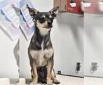 Small Chihuahua