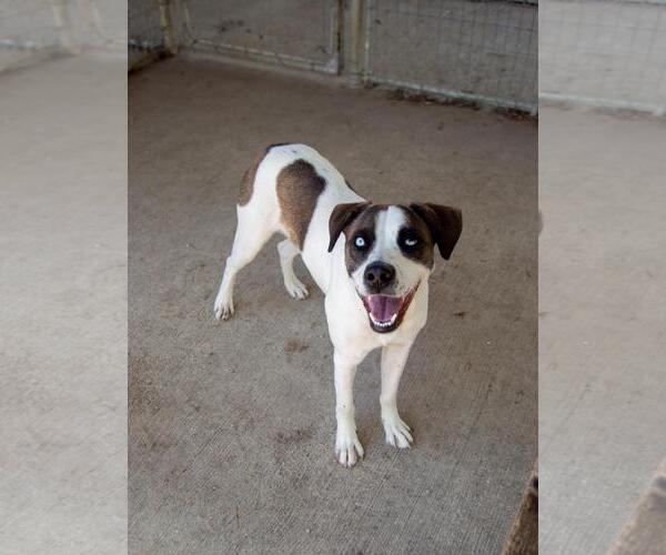 Medium Photo #3 Mutt Puppy For Sale in DuQuoin, IL, USA