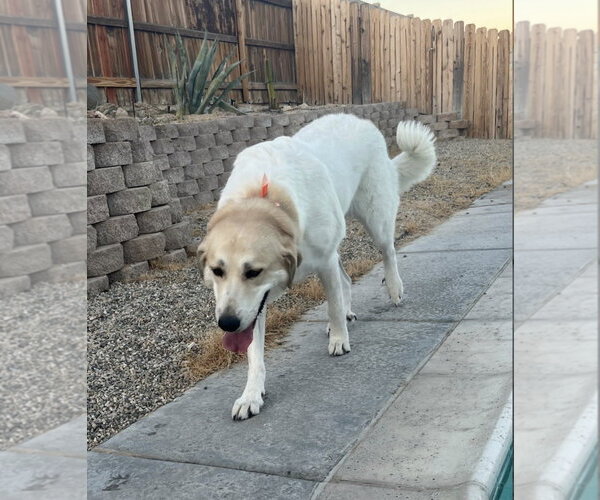 Medium Photo #4 Anatolian Pyrenees Puppy For Sale in Escondido, CA, USA