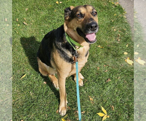 Medium Photo #1 German Shepherd Dog-Unknown Mix Puppy For Sale in Minneapolis, MN, USA
