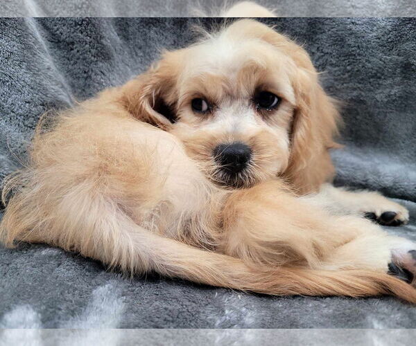 Medium Photo #4 Cavapoo Puppy For Sale in Lincolnwood, IL, USA