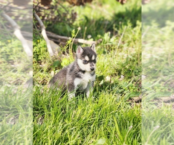 Medium Photo #6 Siberian Husky Puppy For Sale in KANSAS CITY, MO, USA