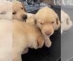 Small #18 Golden Labrador
