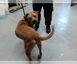 Mutt Dogs for adoption in Fayetteville, NC, USA