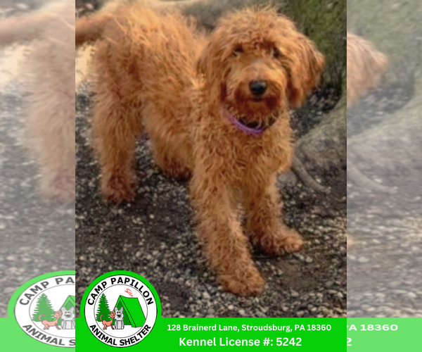 Medium Photo #1 Mutt Puppy For Sale in Stroudsburg, PA, USA