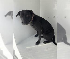 Mutt Dogs for adoption in Houston, TX, USA