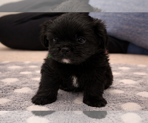 Shih Tzu-Shorkie Tzu Mix Puppy for sale in ELIZABETH, CO, USA