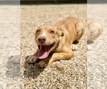 Small #2 Catahoula Leopard Dog Mix