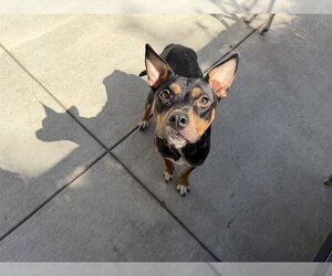 American Pit Bull Terrier Dogs for adoption in Berkeley , CA, USA