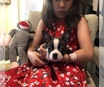 Small Photo #5 Boston Terrier Puppy For Sale in SYLMAR, CA, USA
