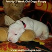 Small Photo #160 Dogo Argentino Puppy For Sale in PINEVILLE, MO, USA