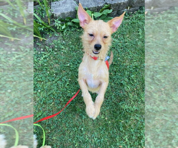 Medium Photo #3 Cairn Terrier-Unknown Mix Puppy For Sale in Mukwonago, WI, USA