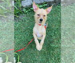 Small #2 Cairn Terrier Mix