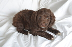 Puppy 1 Brittany-Poodle (Miniature) Mix