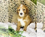 Small Photo #2 Goldendoodle (Miniature) Puppy For Sale in HENDERSONVILLE, NC, USA