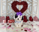 Small Photo #4 YorkiePoo Puppy For Sale in MORRIS CHAPEL, TN, USA
