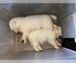 Small Photo #9 Maremma Sheepdog Puppy For Sale in THORN HILL, TN, USA