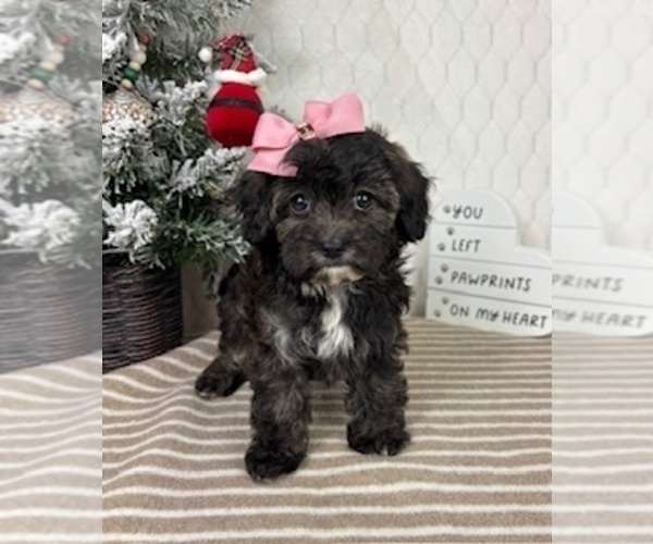 Medium Photo #3 Cavapoo (Miniature) Puppy For Sale in GREENFIELD, IN, USA