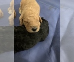 Small Photo #5 Goldendoodle Puppy For Sale in APOLLO BEACH, FL, USA